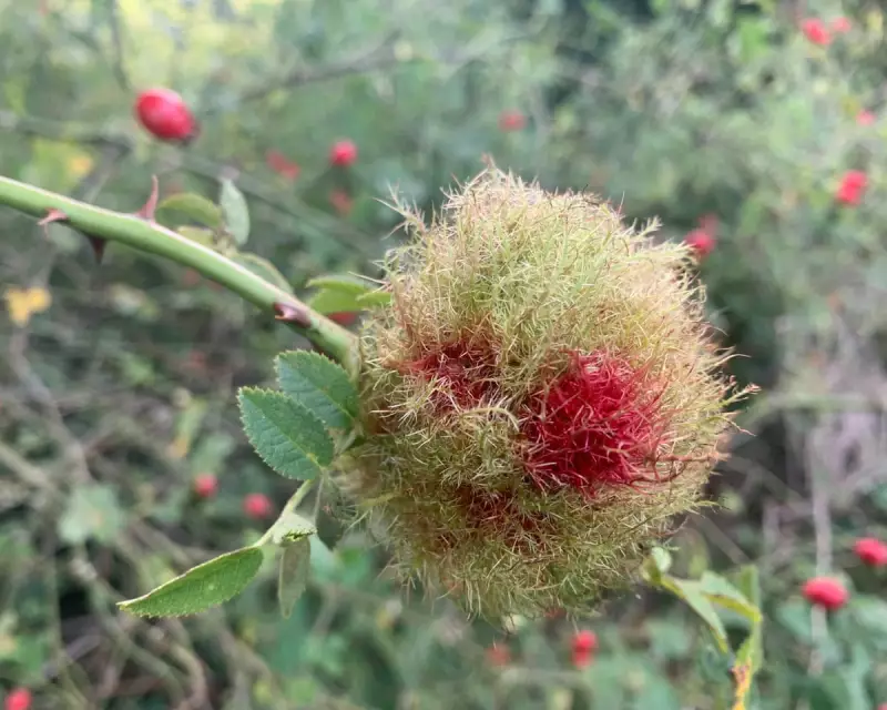 Autumn's Fiery Beacon: How a Simple Pile of Leaves Becomes a Winter Lifeline for Wildlife