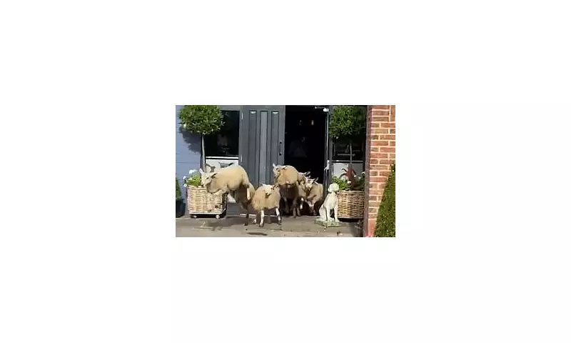 Baa-rmy Raid: Hilarious Moment Sheep Flock Storm Village Pub in Daring Daylight Heist