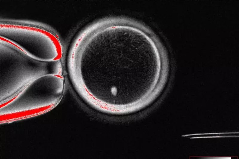 Breakthrough IVF Discovery: Southampton Scientists Uncover Key to Embryo Development