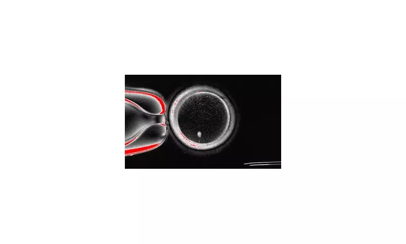 British Scientists Achieve Fertility Breakthrough: Creating Human Eggs from Skin Cells