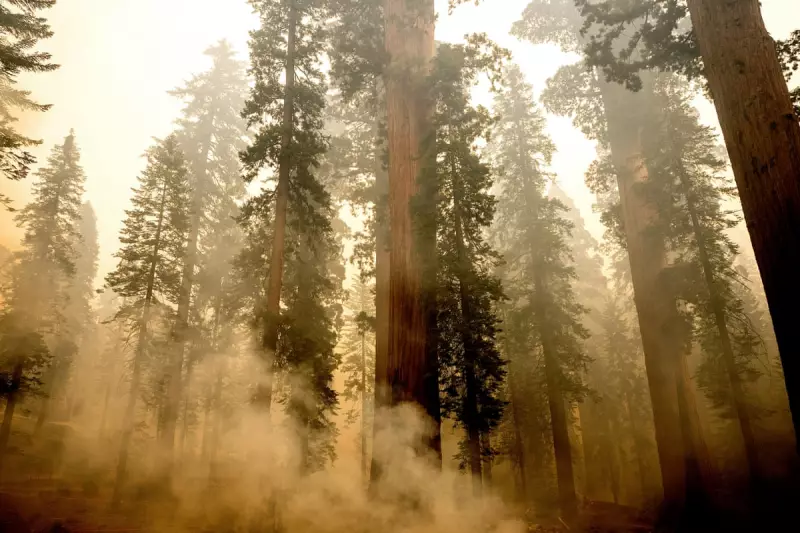 California's Ancient Sequoias Under Siege: Wind-Whipped Wildfire Threatens World's Largest Trees