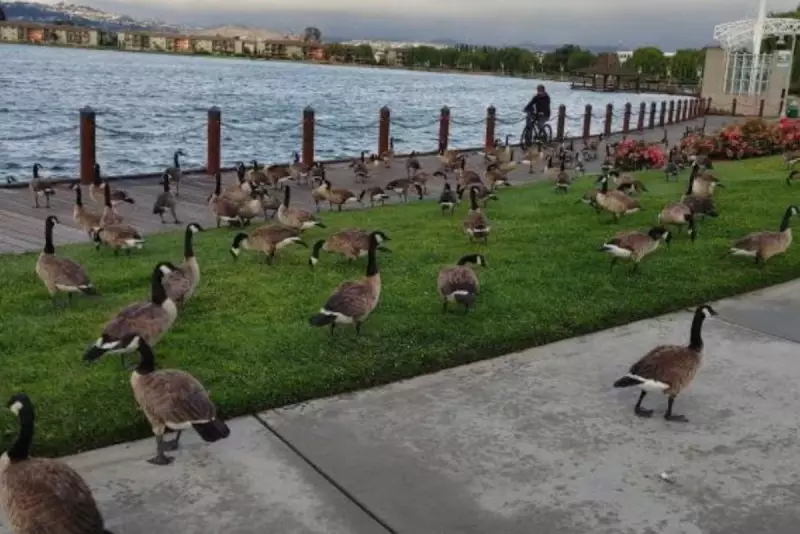 California's Bay Area Declares War on Geese Poop Nuisance | Public Health Crisis