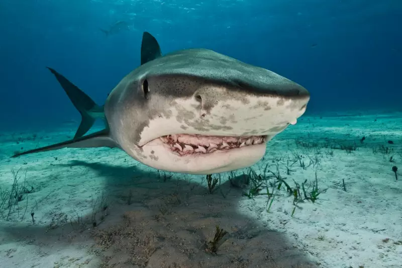 Caribbean Scientists Unlock Shark DNA Mystery in Race Against Marine Apocalypse
