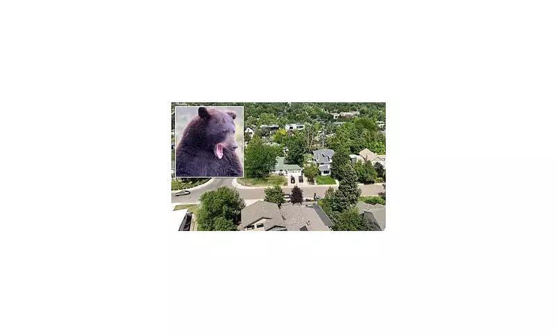 Colorado Dog Walker's Terrifying Bear Encounter: 'I Thought I Was Going To Die'