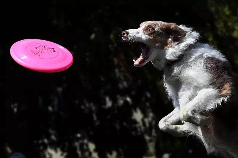 Could Your Dog Have ADHD? UK Vets Develop Groundbreaking Canine Behaviour Test