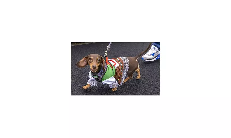 Dachshund Derby Delight: Chester Racecourse Crowns Speedy Sausage Dog Champion