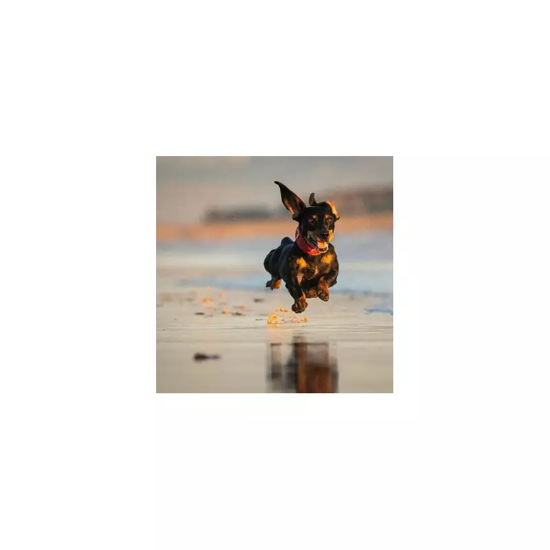 Dachshund Owner's Tearful Realisation: Vet's 'Sausage Dog' Diagnosis Wasn't A Joke