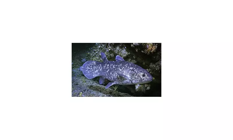 David Attenborough's Deep Ocean Revelation: The Astonishing Return of the 'Extinct' Coelacanth
