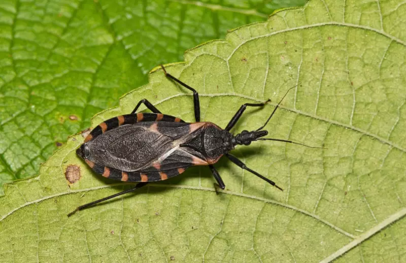 Deadly 'Kissing Bug' Disease Spreading in US: Experts Warn of Silent Health Crisis