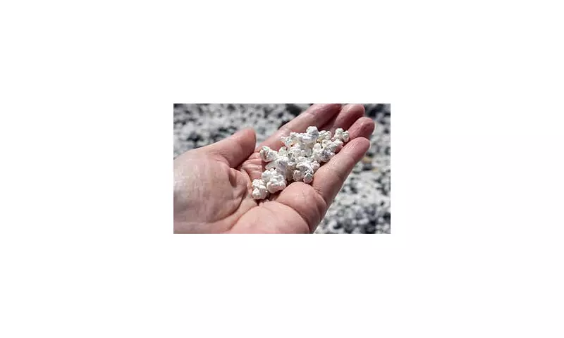 Discover Spain's Secret 'Popcorn Beach': The Canary Island Cove with a Bizarre White Sand Made from Marine Fossils