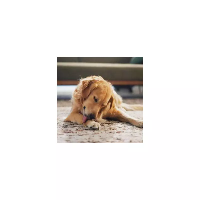 Dog Expert Warns: This Common Walking Habit Is Causing Your Pet Major Stress