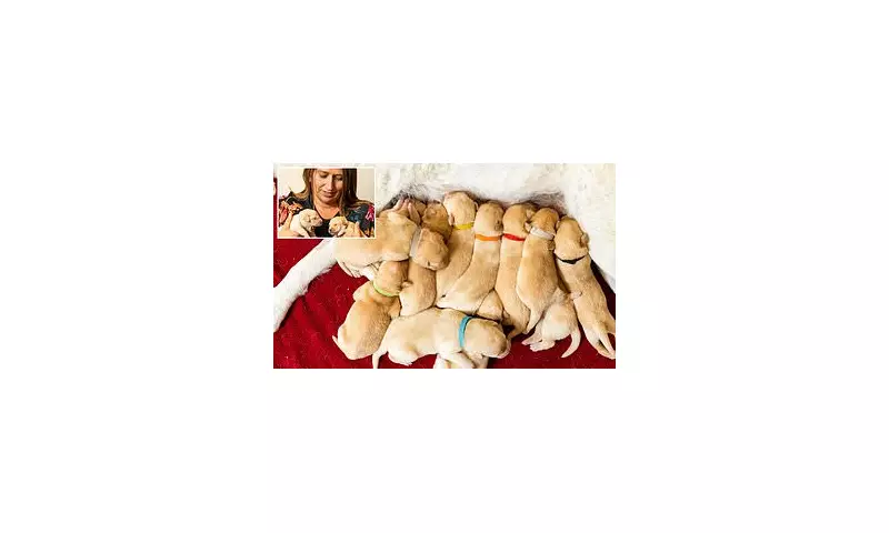 Dog Sitter's Holiday Nightmare: Beloved Labrador Puppies Vanish in Sussex