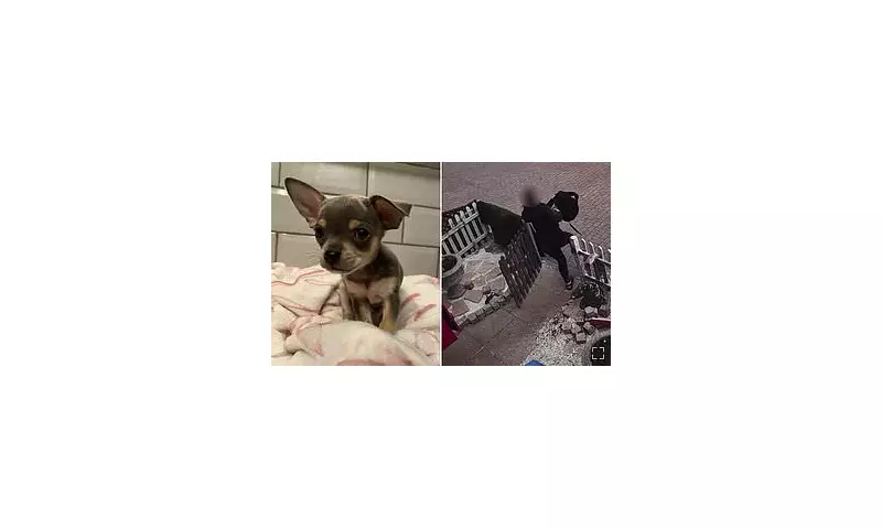 Dognapping Drama in South London: Brave Bystanders Chase Thief Who Stuffed Puppy into Rucksack