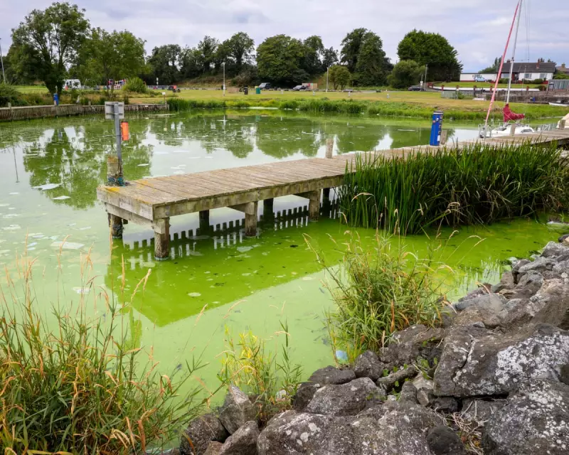 Ecological Catastrophe: The Shocking Decline of the UK's Largest Lake