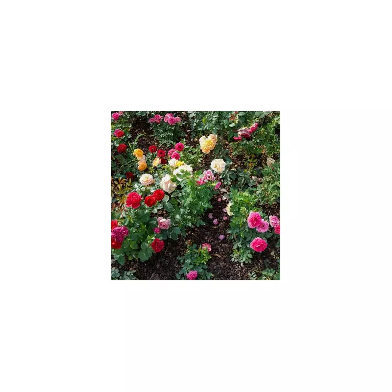 Expert Gardener's Secret: 5 Foolproof Tips for Perfect, Disease-Free Roses This Summer