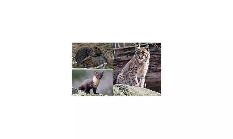 Farmers Offered Cash to Host Lynx and Beavers in Radical Rewilding Scheme