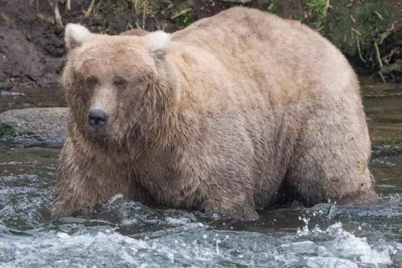 Fat Bear Week 2024: Live Webcams Return to Crown Alaska's Heftiest Bruin