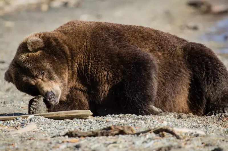 Fat Bear Week 2025: Alaska's Hefty Hibernation Heroes Return for Annual Showdown