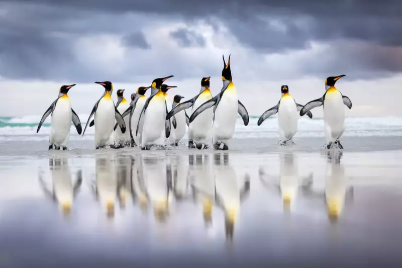Feathered Marvels Captured: Bird Photographer of the Year 2025 Winners Revealed