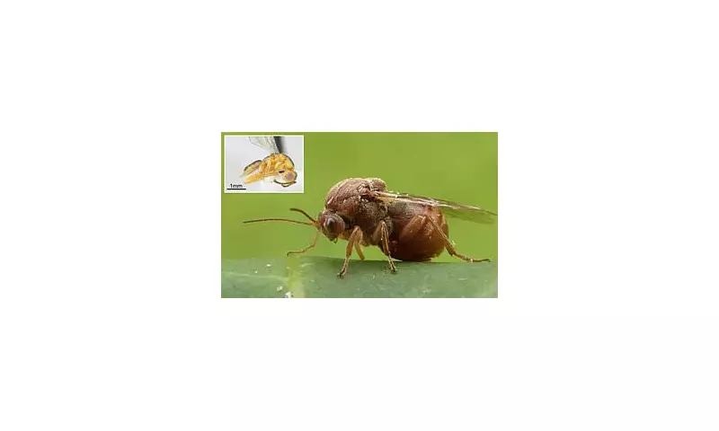 Flesh-Eating Wasps Invade New York and Oregon: Scientists Sound Alarm Over Spreading Parasitic Threat