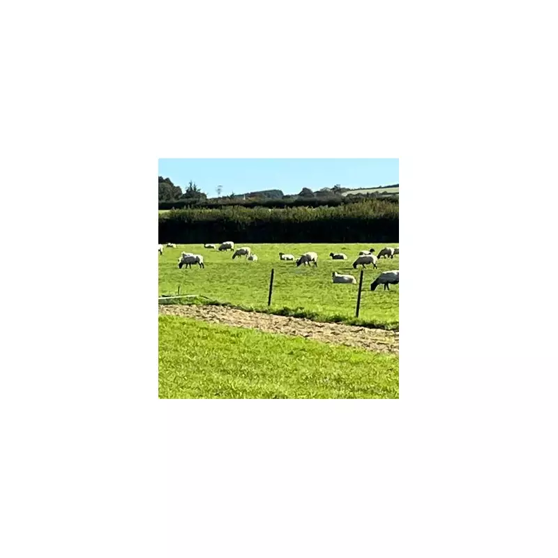 Football Chaos: 200 Seagulls Invade Pitch, Force Match Postponement in Stunning Wildlife Takeover