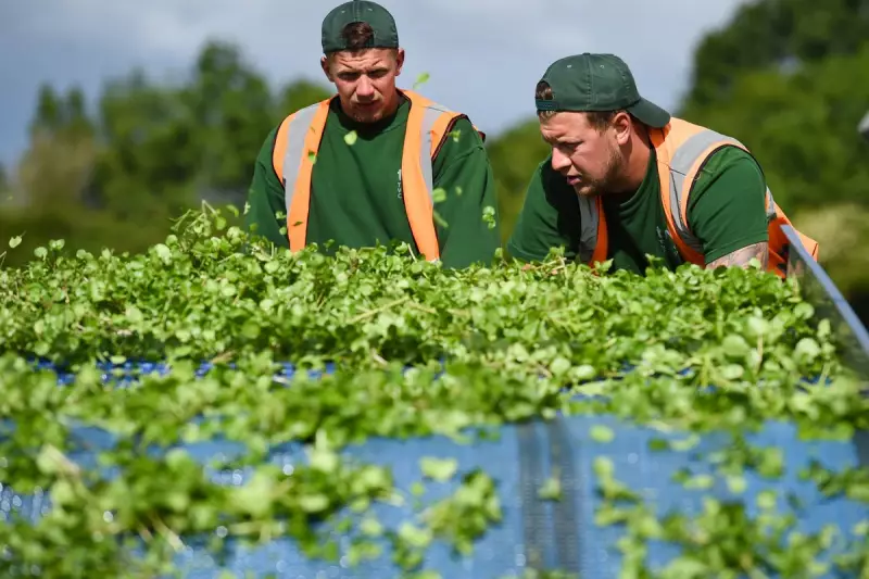 Forget Superfoods! Humble Watercress Declared a Nutritional Powerhouse for Heart Health and Weight Loss