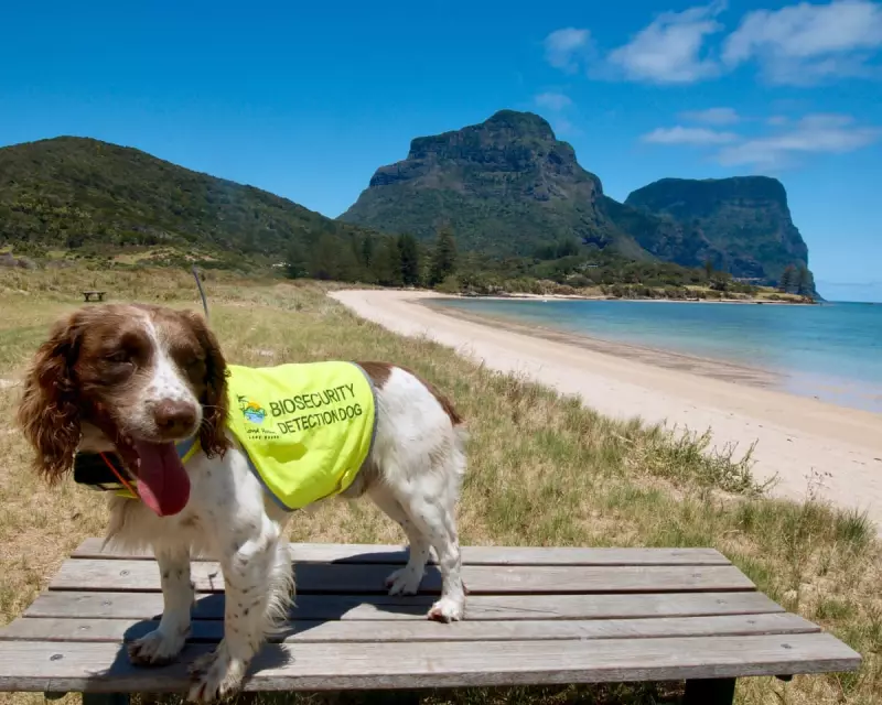 From Rat Hunter to Retiree: Sebbi the Detection Dog Enjoys Well-Earned Rest on Lord Howe Island