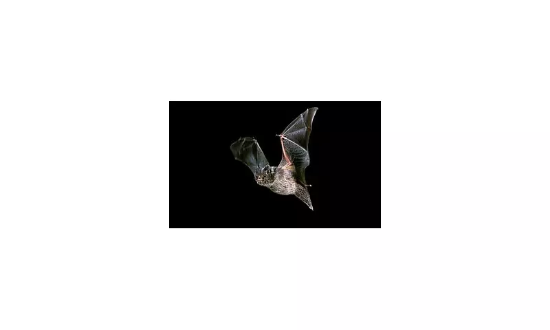 Fury as Council Splurges £4m on 'Bat Bridge' | Taxpayer Cash for Protected Species Sparks Outrage