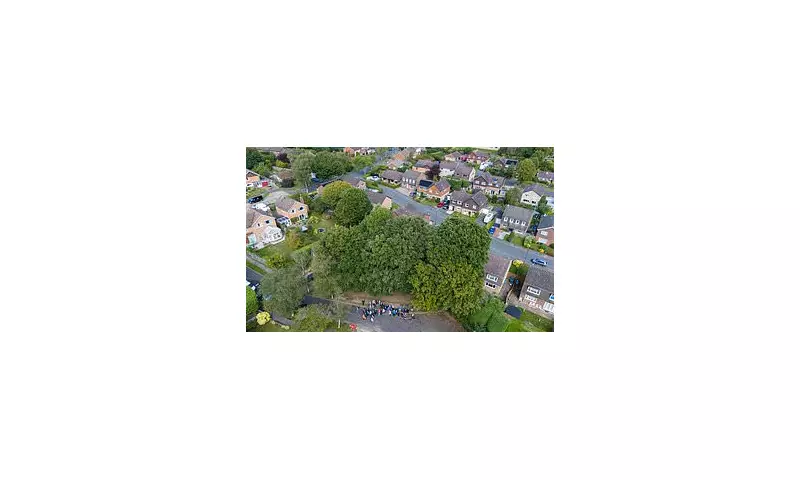 Fury in Plymouth as 110-Year-Old Oak Trees Face Axe to Protect 1980s Homes | Daily Mail