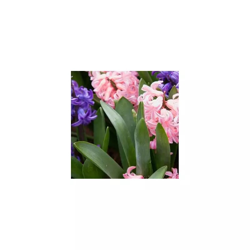 Gardeners, Rejoice! Two Simple Flowers to Plant Now for a Pest-Free Summer