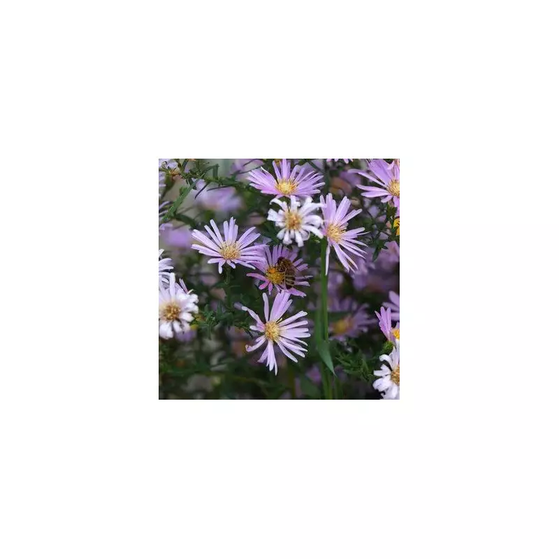 Gardening Expert Reveals 5 Golden Rules to Protect Your Plants From Deadly Heatwave