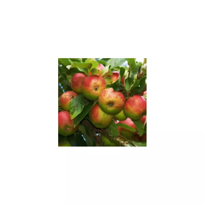 Gardening Expert Reveals: The One Job You Should NEVER Do in May for a Thriving Garden