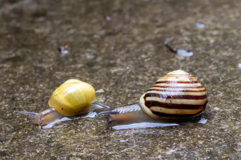 Glimmering Trails of Hope: A Snail's Silent Struggle in a Changing World | Country Diary