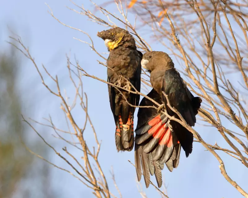 Glossy Black Cockatoo Crisis: Australia's Bird of the Year 2025 Faces Habitat Catastrophe