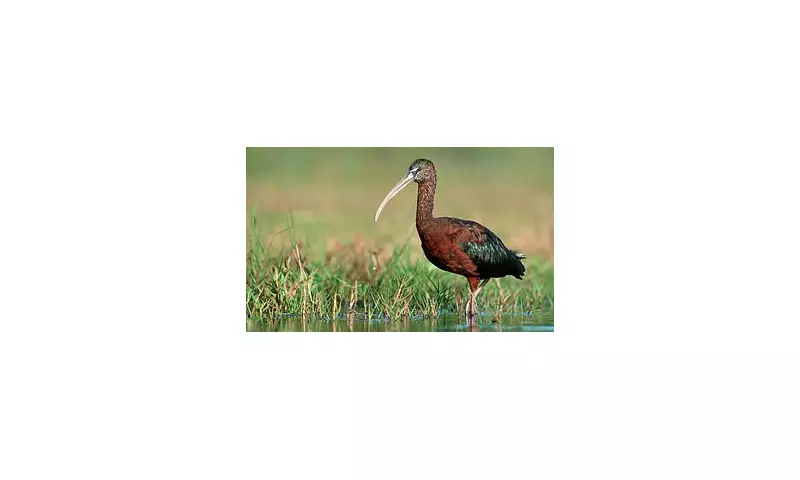 Glossy Ibis Spotted in UK: Rare Mediterranean Bird Sparks Excitement Among British Birdwatchers