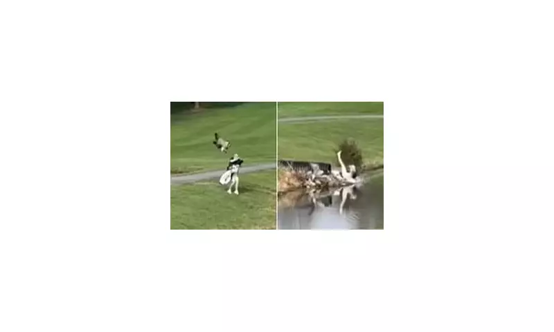 Golf Course Chaos: Rampaging Goose Attacks Player in Terrifying On-Course Assault