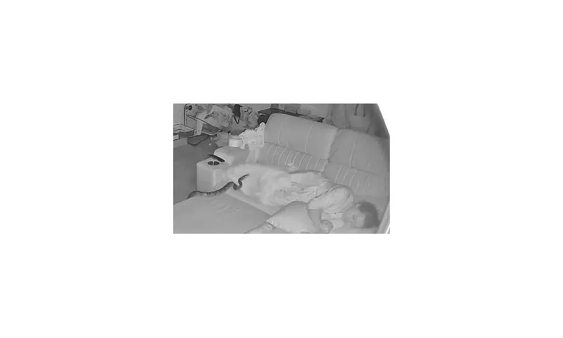 Grandmother's Terrifying Sofa Shock: Python Makes Itself at Home While She Sleeps