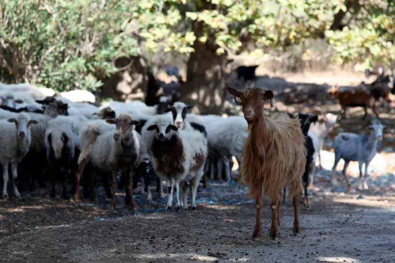 Greece Imposes Emergency Sheep Movement Ban Amid Contagious Sheeppox Outbreak