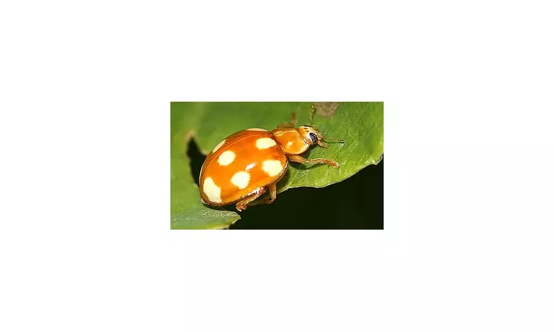 Harlequin Ladybird Invasion: Britain's Gardens Overrun by Foreign Beetle Species