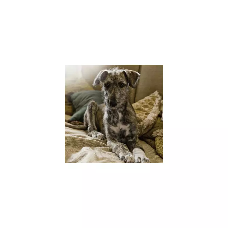 Heartbreak as Beloved Rescue Dog Duke Returns to Shelter After Just 24 Hours