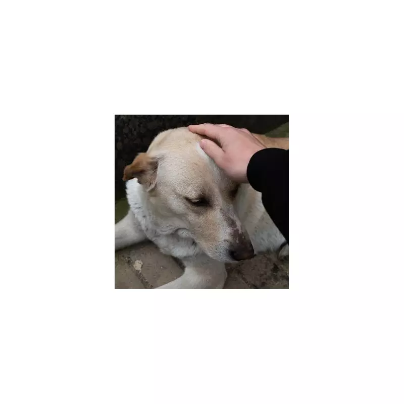 Heartbreaking Moment: Abandoned Dog Returns to Shelter After Family Rejection