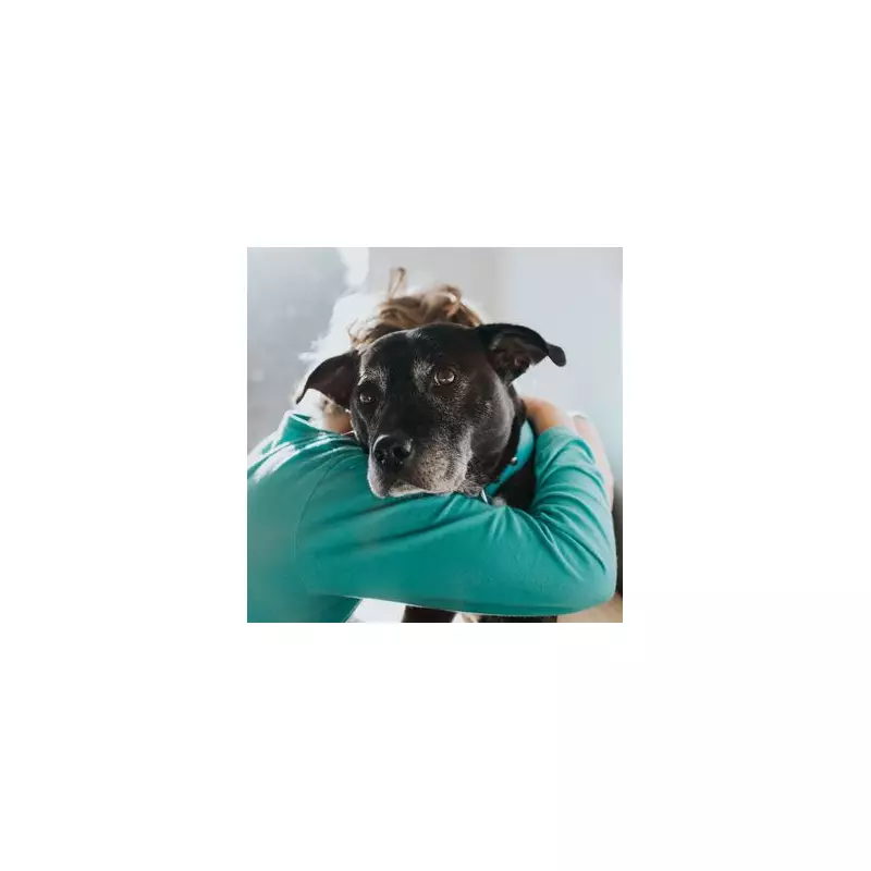 Heroic Woman Saves Dog Hours Before Scheduled Euthanasia in Heart-Stopping Rescue