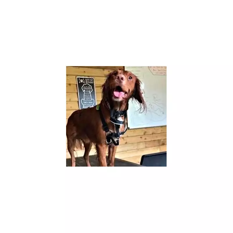 Honeymoon Hell: Dream Maldives Trip Turns Into 48-Hour Airport Nightmare With Beloved Dog