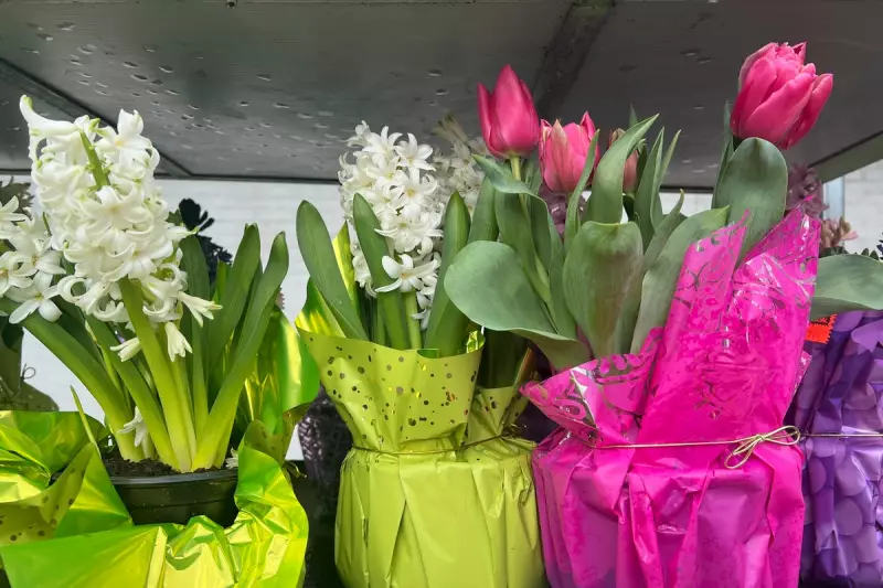 How to Force Spring Bulbs for Winter Blooms: A Step-by-Step UK Gardening Guide