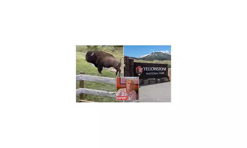 'Idiotic and Dangerous': Yellowstone Tourists Slammed for Dancing Near Wild Bison in Shocking Footage