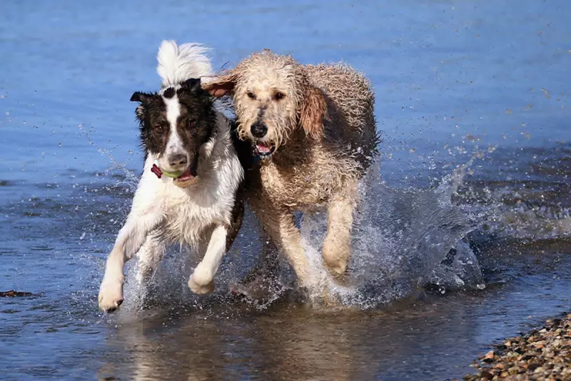 Is Your Dog Driving You Barking Mad? UK Study Reveals Canines Can Suffer From ADHD-Like Symptoms