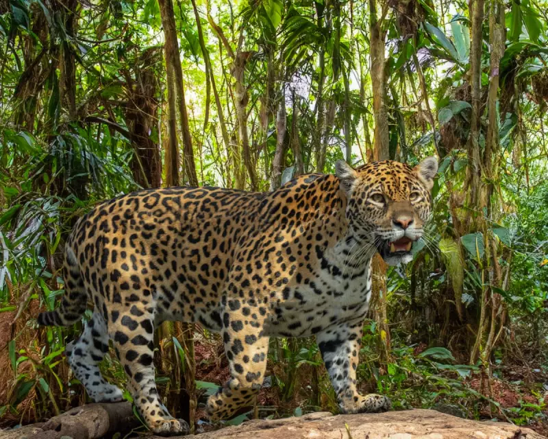Jaguar Comeback: Mexico's Conservation Triumph Sees Big Cat Numbers Soar