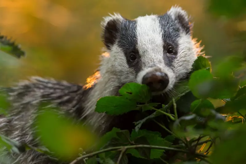 Jeremy Clarkson's Diddly Squat Farm Hit by Bovine TB Outbreak, Blames Badgers