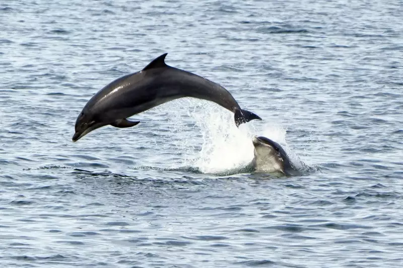 Jet Skis Pose Deadly Threat to Cornwall's Dolphins, Warn Wildlife Experts