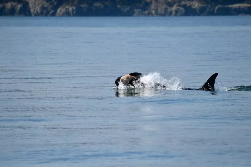 Jubilation as Endangered Southern Resident Orca Calf Spotted in Puget Sound